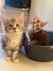 Cuccioli di Maine coon
