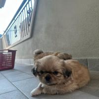 Cucciolo di pechinese femmina