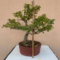 Bonsai di ligustro