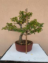 Bonsai di ligustro