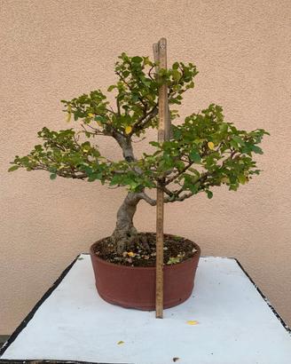 Bonsai di ligustro