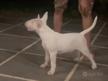 Cucciola di Bull Terrier Inglese  Standard