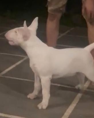 Cucciola di Bull Terrier Inglese  Standard