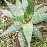 aloe in vaso 