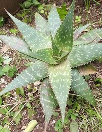aloe in vaso 