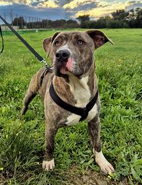 Pitbull mix amstaff in adozione