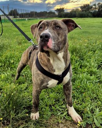 Pitbull mix amstaff in adozione