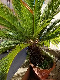 Cycas revoluta