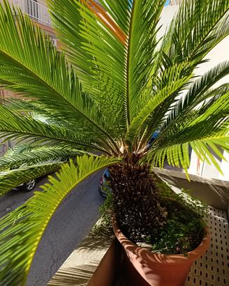 Cycas revoluta