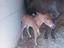 Immagine 1