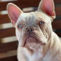 Bulldog francese platinum