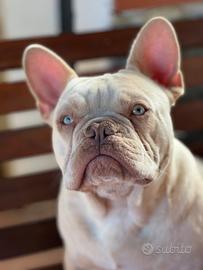 Bulldog francese platinum
