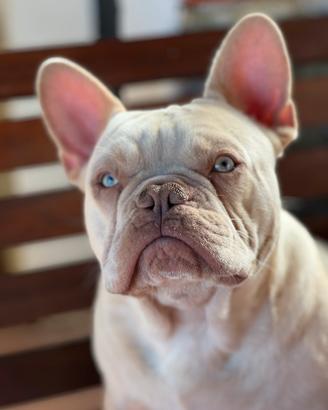 Bulldog francese platinum