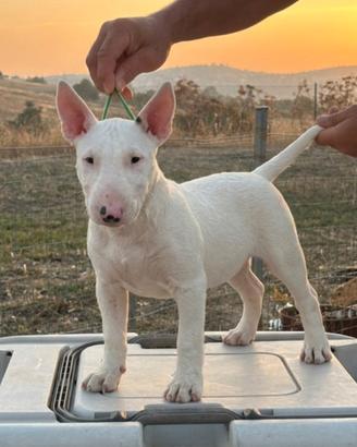 Cucciolo bull terrier miniature