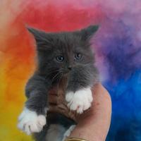 Maine Coon Cuccioli Pedigree