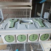 trasportini e ggabbie