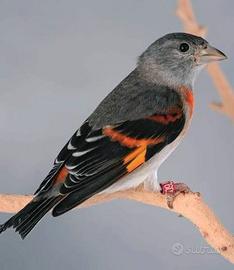 Cardinalino del Venezuela femmina