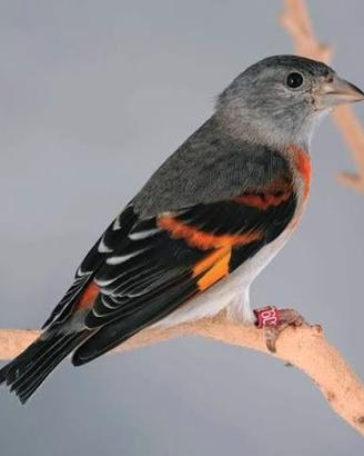 Cardinalino del Venezuela femmina