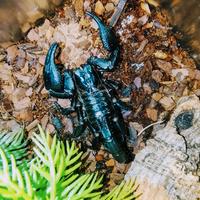 Scorpione heterometrus