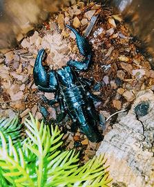 Scorpione heterometrus