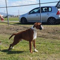 Si cedono boxer adulti