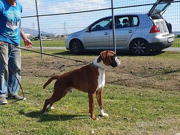 Si cedono boxer adulti