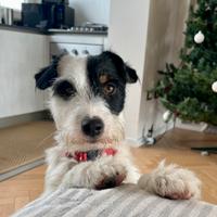 Accoppiamento jack russel