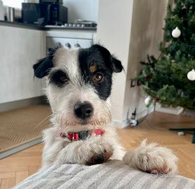 Accoppiamento jack russel