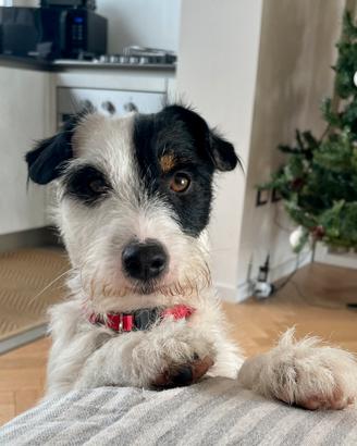 Accoppiamento jack russel