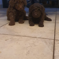 Barboncino cioccolato con pedigree ENCI