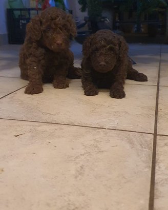 Barboncino cioccolato con pedigree ENCI