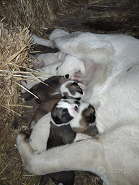 Cuccioli pastore dell Asia centrale
