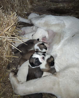 Cuccioli pastore dell Asia centrale