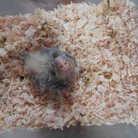 Calopsite da imbecco