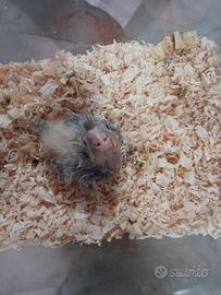 Calopsite da imbecco