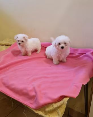 Maltesi toy coreani