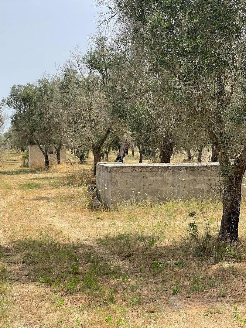 Uliveto edificabile - Vista 4