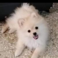 Spitz di Pomerania