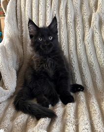 Maine coon cuccioli Black