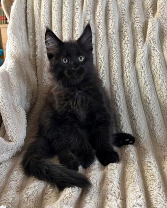 Maine coon cuccioli Black
