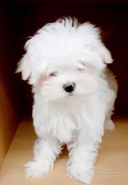 Cuccioli maltese coreano