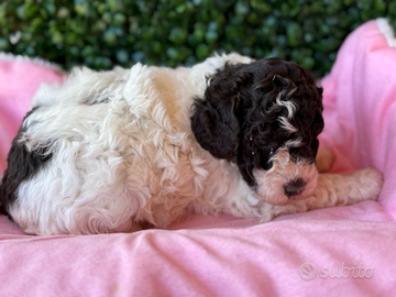 Lagotto romagnolo