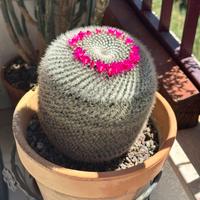 Pianta grassa Mammillaria Perbella adulta e grande