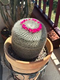 Pianta grassa Mammillaria Perbella adulta e grande