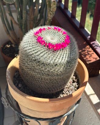 Pianta grassa Mammillaria Perbella adulta e grande