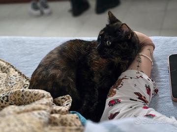 Gatte