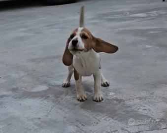 Beagle cucciola