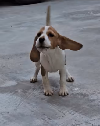 Beagle cucciola