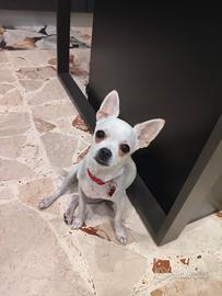 chihuahua  maschio 6 mesi 