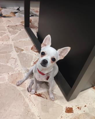 chihuahua  maschio 6 mesi 